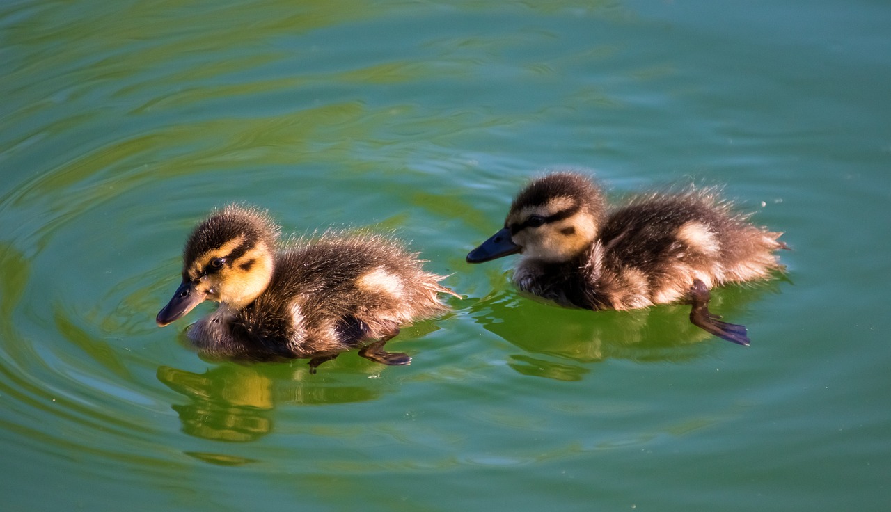 duck, infant, chick-4317198.jpg